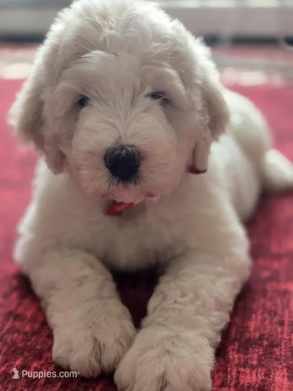 F1b Pyredoodle Litter due 05/05, a  Pyredoodle for sale in Cissna Park, IL – Photo 1 of 3