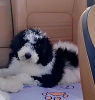 F1b Pyredoodle Litter due 05/05, a  Pyredoodle for sale in Cissna Park, IL – Photo 3 of 3