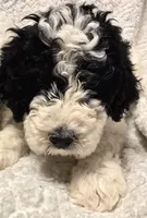 F1b Pyredoodle Litter due 05/05, a  Pyredoodle for sale in Cissna Park, IL – Photo 2 of 3