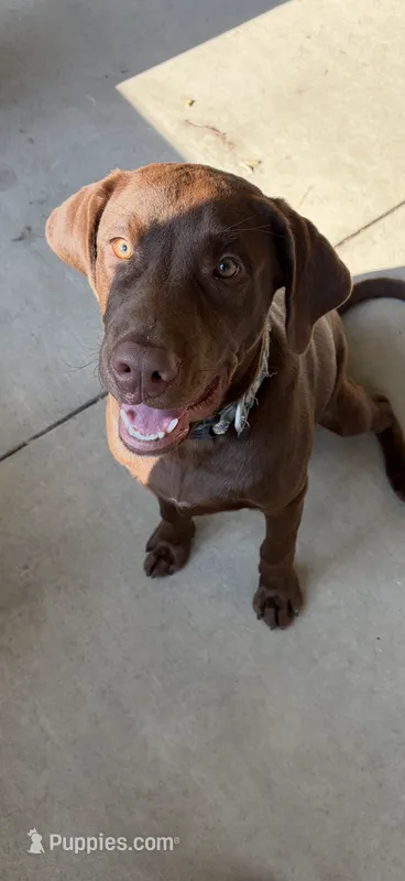 Bruno – Labrador Retriever puppy for sale in Rockport, IN