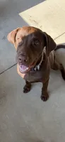 Bruno, a male Labrador Retriever for sale in Rockport, IN – 1 of 8