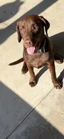 Bruno, a male Labrador Retriever for sale in Rockport, IN – 5 of 8