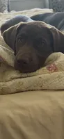 Bruno, a male Labrador Retriever for sale in Rockport, IN – 3 of 8