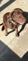 Bruno, a male Labrador Retriever for sale in Rockport, IN – 2 of 8