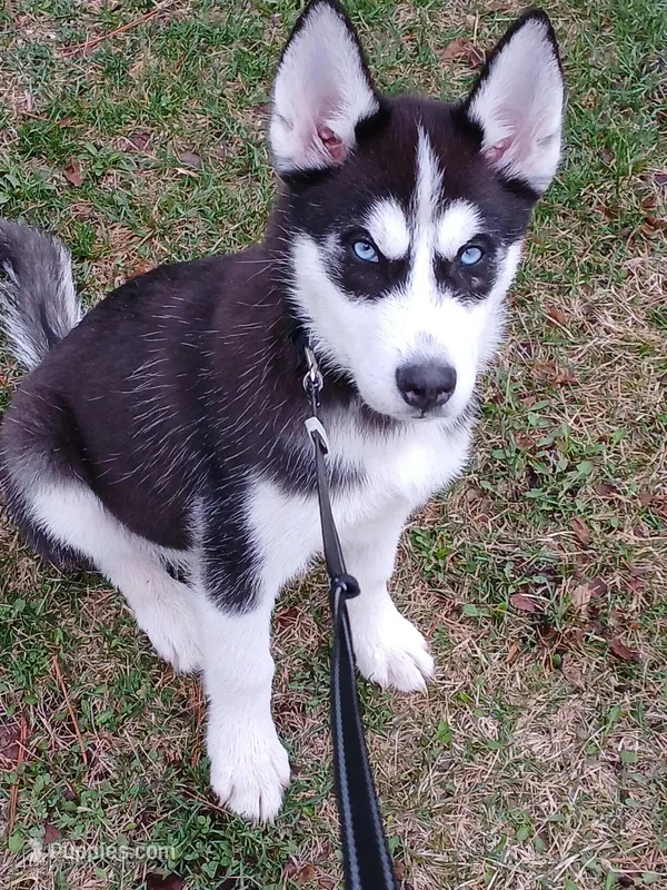 Jet – Siberian Husky puppy for sale in Crawfordsville, IN