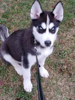 Jet, a male Siberian Husky for sale in Crawfordsville, IN – Photo 1 of 2