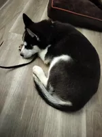 Jet, a male Siberian Husky for sale in Crawfordsville, IN – Photo 2 of 2