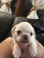 Olof, a male Pug for sale in Odell, NE – 2 of 3