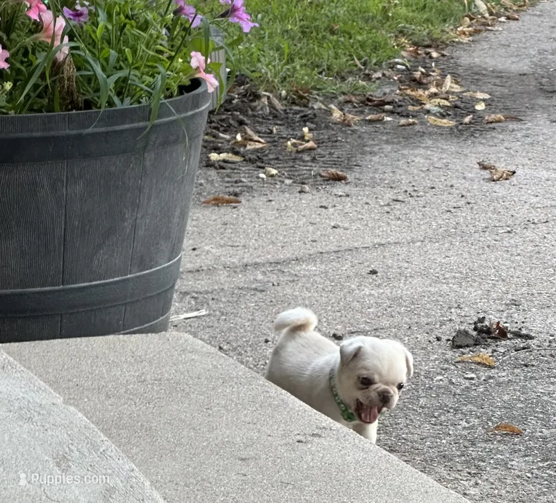 Olof – Pug puppy for sale in Odell, NE