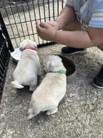 Mario and Luigi, a male Pug for sale in Odell, NE – Photo 6 of 9