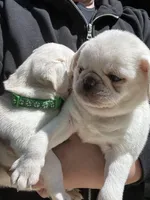 Mario and Luigi, a male Pug for sale in Odell, NE – Photo 3 of 9