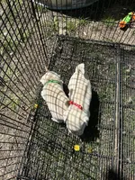 Mario and Luigi, a male Pug for sale in Odell, NE – Photo 9 of 9