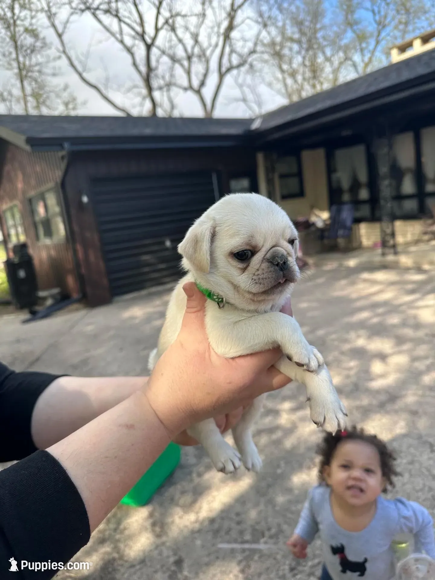Mario and Luigi, a male Pug for sale in Odell, NE – Photo 1 of 9