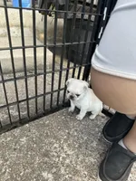 Mario and Luigi, a male Pug for sale in Odell, NE – Photo 5 of 9
