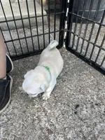 Mario and Luigi, a male Pug for sale in Odell, NE – Photo 8 of 9