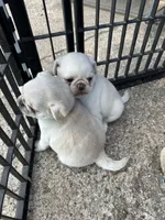 Mario and Luigi, a male Pug for sale in Odell, NE – Photo 4 of 9