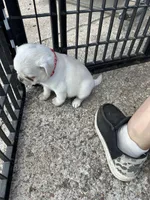 Mario and Luigi, a male Pug for sale in Odell, NE – Photo 7 of 9