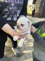 Mario and Luigi, a male Pug for sale in Odell, NE – Photo 2 of 9