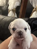Olof, a male Pug for sale in Odell, NE – 3 of 3