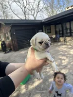 Mario, a male Pug for sale in Odell, NE – Photo 1 of 6