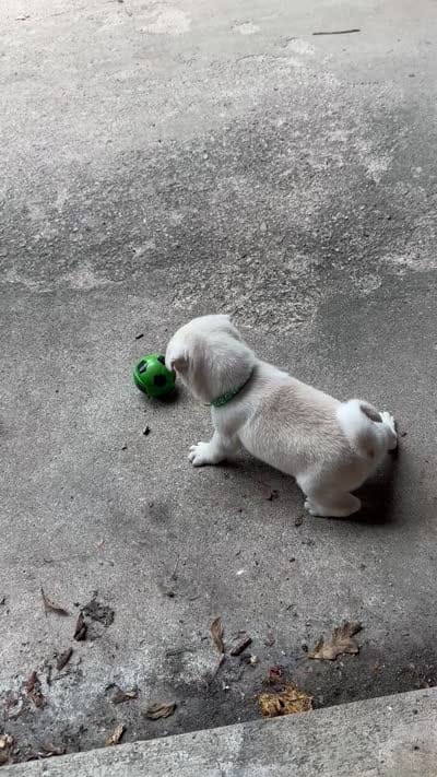 Bingo, a male Pug for sale in Odell, NE – 2 of 2