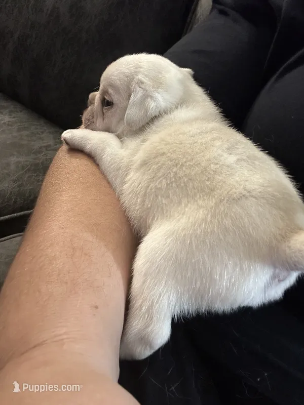 Olof – Pug puppy for sale in Odell, NE