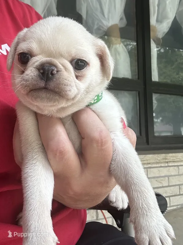 Olof – Pug puppy for sale in Odell, NE