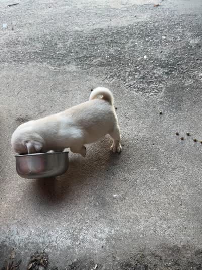 Olof, a male Pug for sale in Odell, NE – 9 of 9