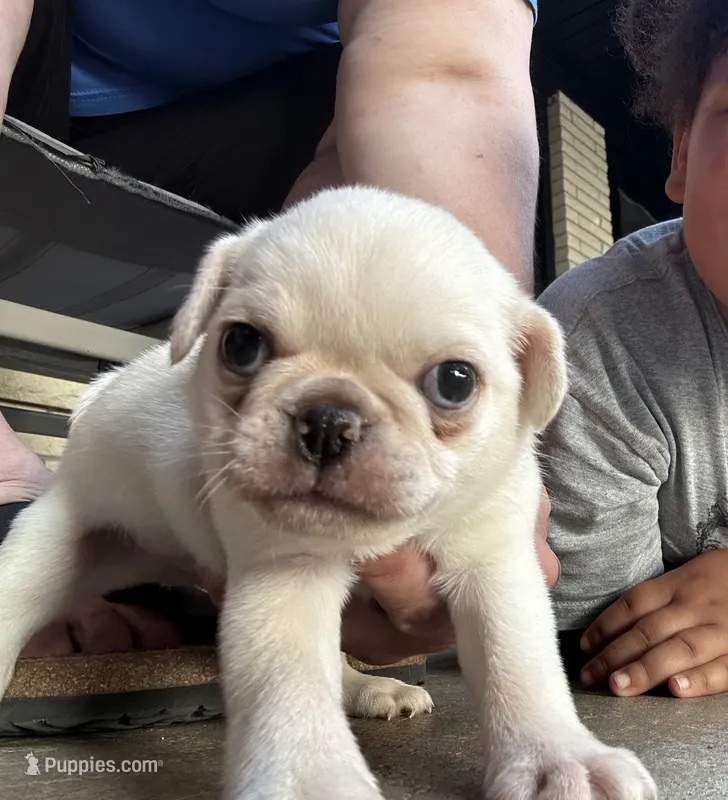Bingo – Pug puppy for sale in Odell, NE