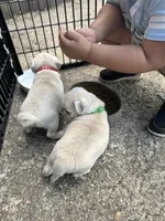 Luigi, a male Pug for sale in Odell, NE – Photo 5 of 6
