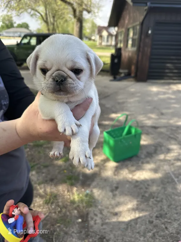 Luigi – Pug puppy for sale in Odell, NE