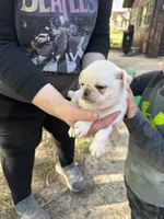 Luigi, a male Pug for sale in Odell, NE – Photo 2 of 6
