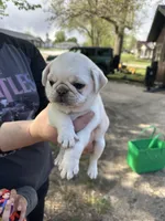 Luigi, a male Pug for sale in Odell, NE – Photo 3 of 6