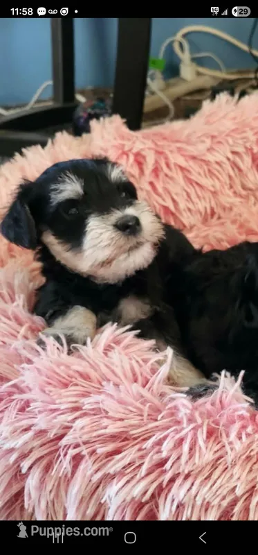 Schnauzer puppy, a male Miniature Schnauzer for sale in Andover, OH – Photo 1 of 1