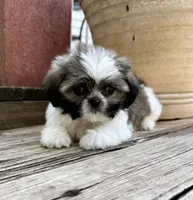 Tiny Beckett, a male Shih Tzu for sale in Goddard, KS – 4 of 8