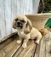 Andy, a male Shih Tzu for sale in Goddard, KS – 3 of 7