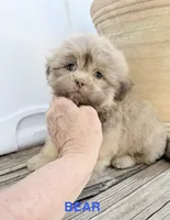 Bear, a male Shih Tzu for sale in Goddard, KS – 2 of 9