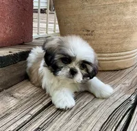 Little Abby, a female Shih Tzu for sale in Goddard, KS – 1 of 8