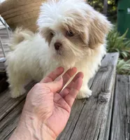 Anna Rose, a female Shih Tzu for sale in Goddard, KS – 4 of 6
