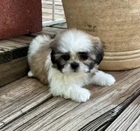 Little Abby, a female Shih Tzu for sale in Goddard, KS – 5 of 8