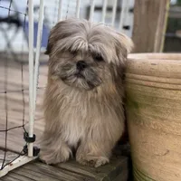 Luca, a male Shih Tzu for sale in Goddard, KS – 2 of 6