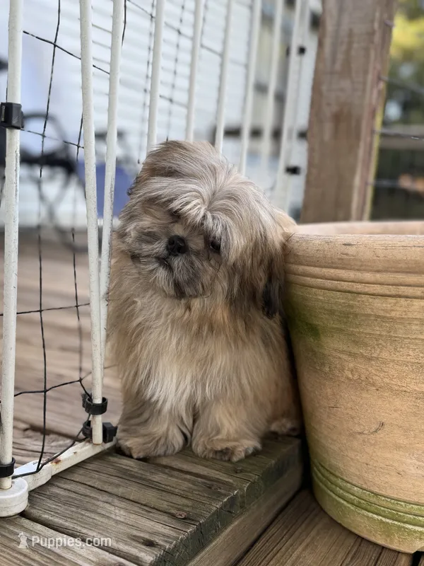 Luca – Shih Tzu puppy for sale in Goddard, KS