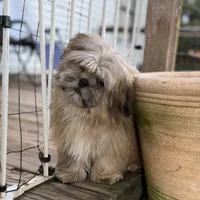 Luca, a male Shih Tzu for sale in Goddard, KS – 1 of 6