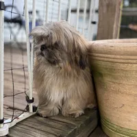 Luca, a male Shih Tzu for sale in Goddard, KS – 3 of 6