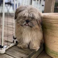 Luca, a male Shih Tzu for sale in Goddard, KS – 4 of 6