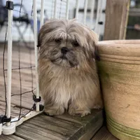 Luca, a male Shih Tzu for sale in Goddard, KS – 6 of 6