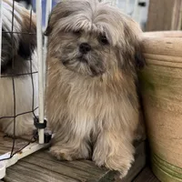 Luca, a male Shih Tzu for sale in Goddard, KS – 5 of 6