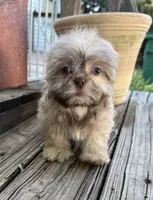 Bentley, a male Shih Tzu for sale in Goddard, KS – 6 of 9