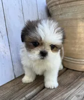 Little Anna Marie , a female Shih Tzu for sale in Goddard, KS – 1 of 10