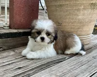 Little Atlas, a male Shih Tzu for sale in Goddard, KS – 6 of 10